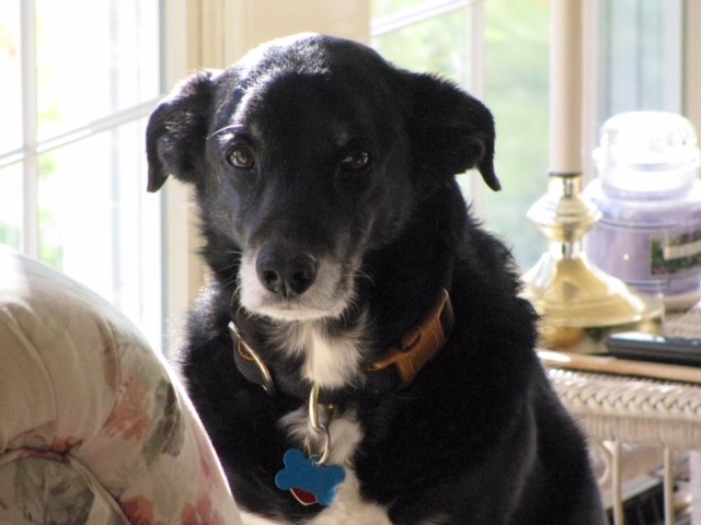 Shadow (aka 'Shaddy')