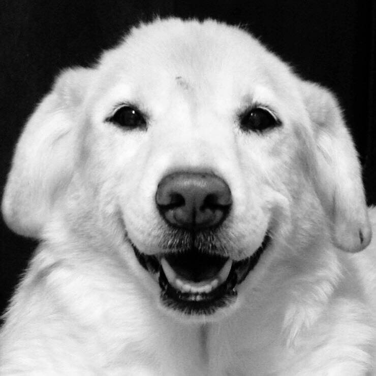 Nugget