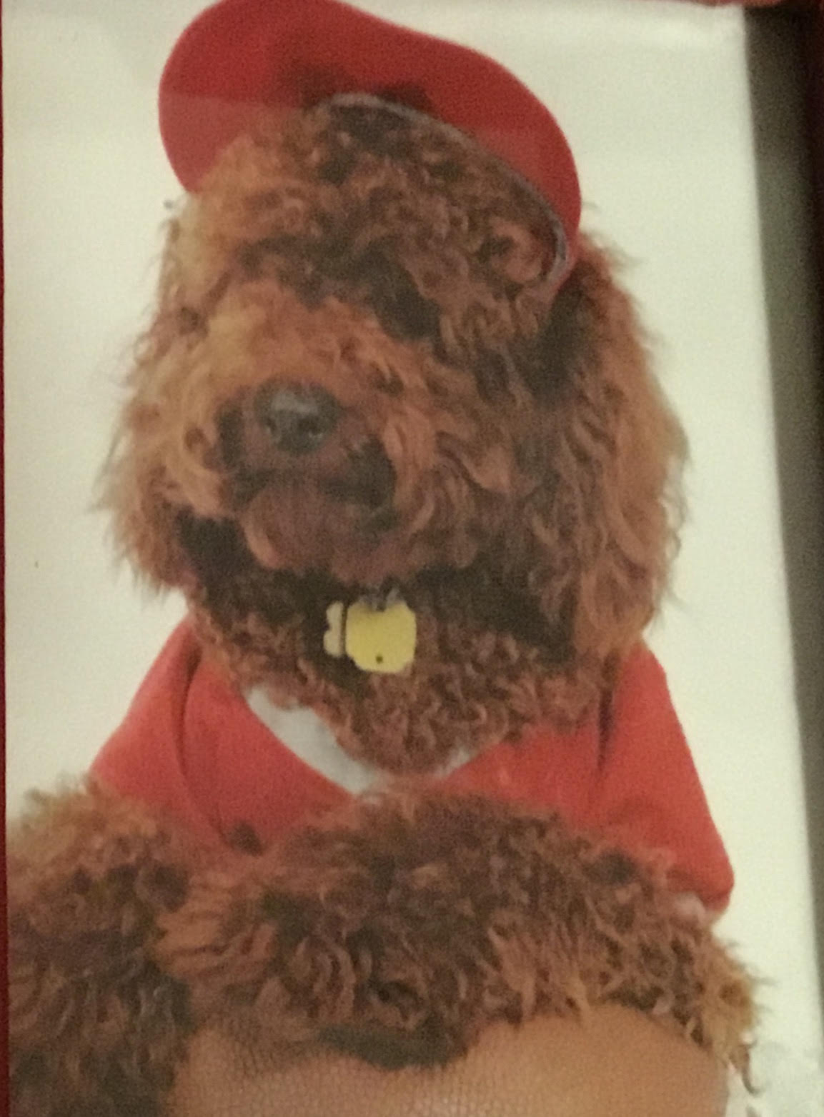 Rudy the Dog